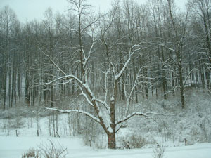 picture of the tree across the road from my house